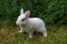 biely maly zajko2